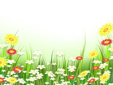 vahşi bahar çiçekleri yeşil çayır
