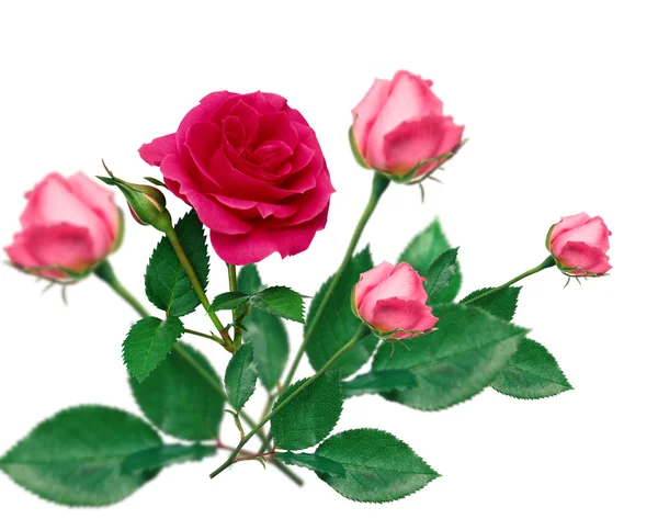 Bouqet de rosas —  Fotos de Stock