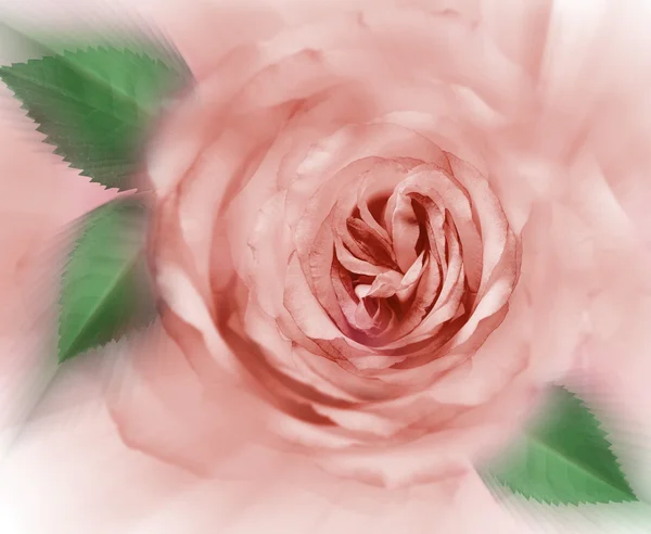 Bästa romantiska blomman bakgrund — Stockfoto