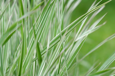 Taze yeşil çimenler