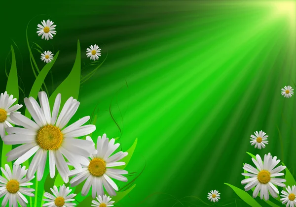 Daisy fondo de flores — Foto de Stock