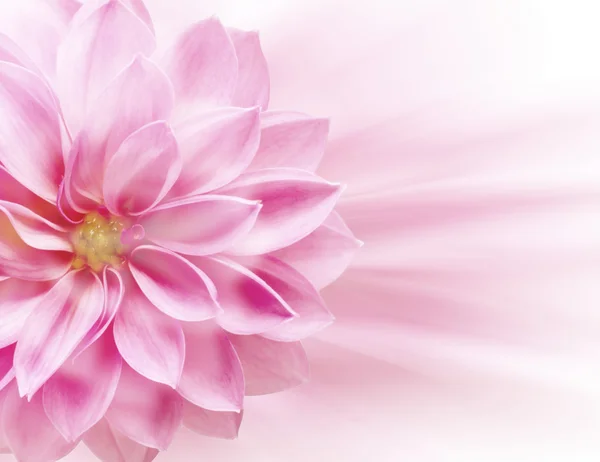 Güzel Çiçekler arka planı