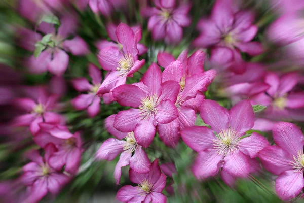 Mooie wild groeiende bloemen — Stockfoto