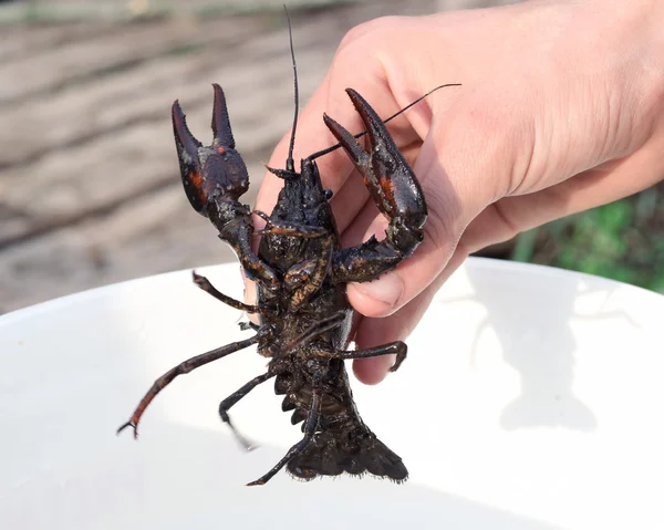 Lobster in hand — Stock Photo, Image