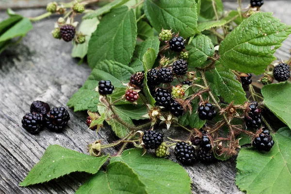 Ramo de moras sobre fondo de madera — Foto de Stock