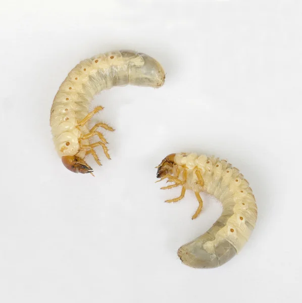 Larva cicala — Foto Stock