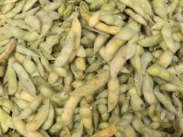 Soybeans — Stock Photo, Image