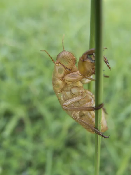 Tom cicada shell — Stockfoto