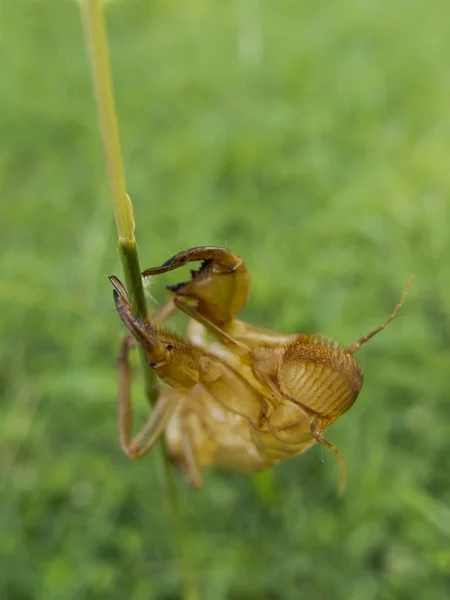 Ağustosböceği nimf cilt — Stok fotoğraf