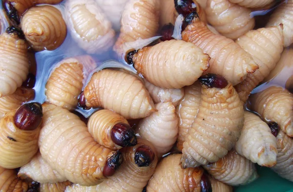 Grubs vida em palma antes de assado para comer . — Fotografia de Stock