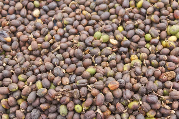 Coffee bean — Stock Photo, Image