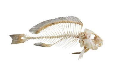 Fish bone clipart