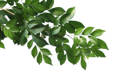 Çin kutusunun ağacının dalını