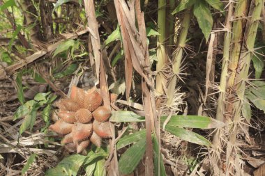 Rakum palm fruit clipart