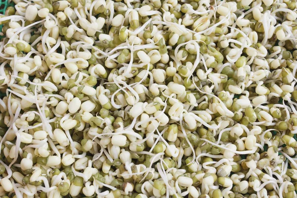 Green bean sprouts — Stock Photo, Image