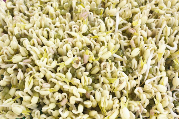 Green bean sprouts — Stock Photo, Image