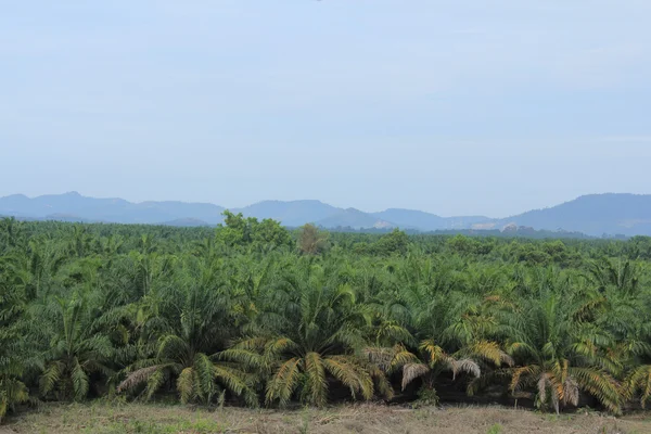 Plantación de aceite de palma — Foto de Stock