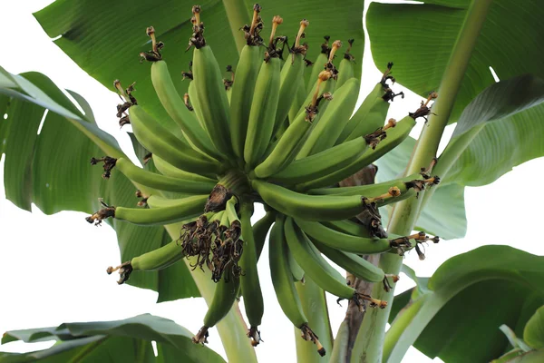 Bündel grüner junger Bananen — Stockfoto