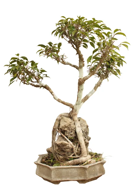 냄비에 bonsai 식물 — 스톡 사진