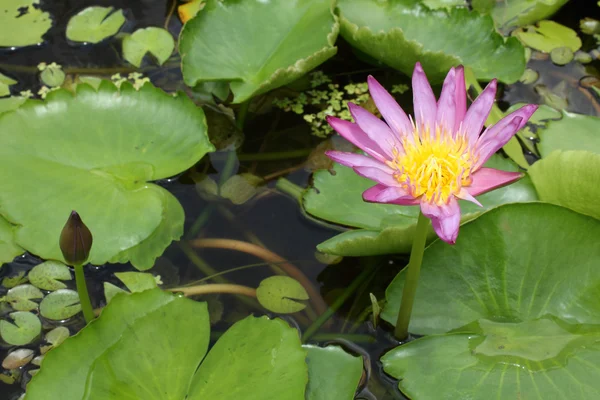 Two violet lotus — Stock Photo, Image