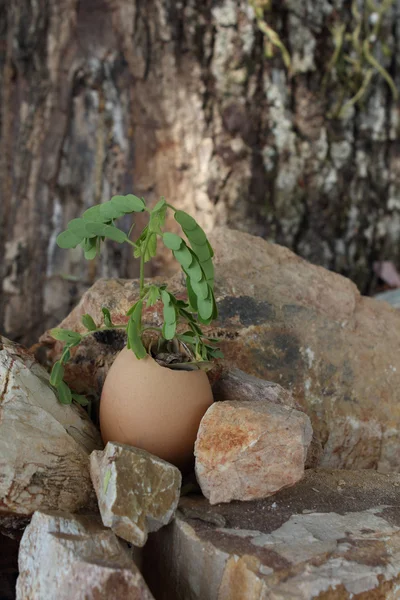 Proteger el árbol — Foto de Stock