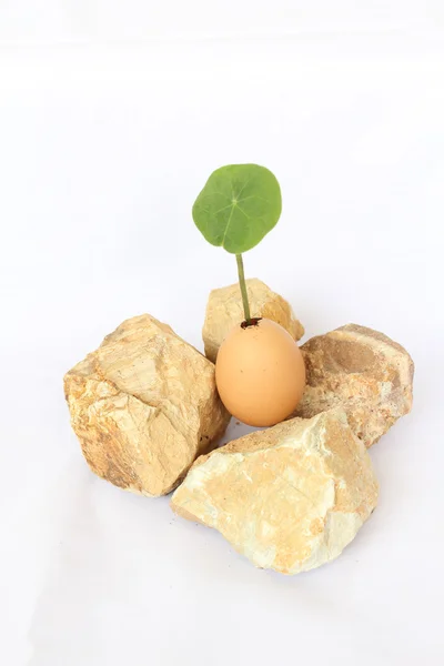Pianta in uovo circondano con rocce — Foto Stock