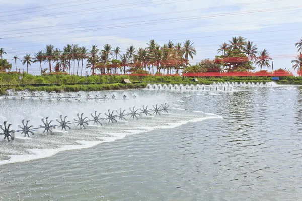 Camarão Fazenda — Fotografia de Stock