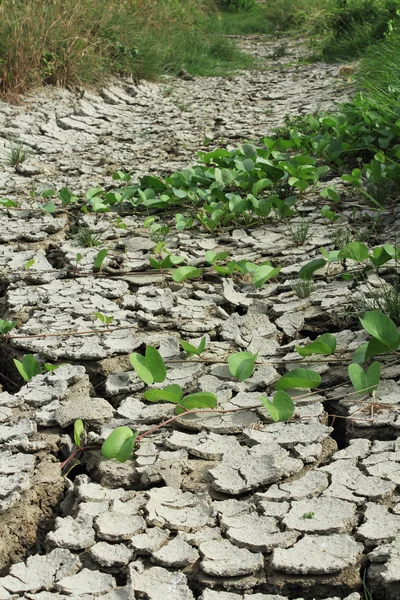 Droge en gebarsten grond — Stockfoto