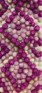 Küre amaranth, gomphrena haageana