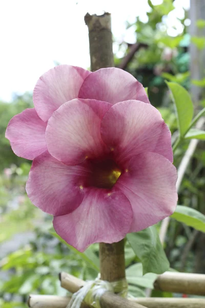 Paarse bignonia bloem — Stockfoto