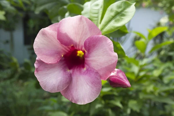 Púrpura Bignonia Flowe —  Fotos de Stock