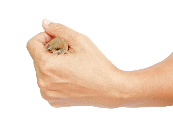 Sparrow in vrouw hand — Stockfoto