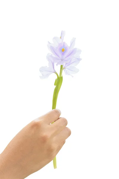 Hand met waterhyacint (Eichhornia crassipes) bloem — Stockfoto