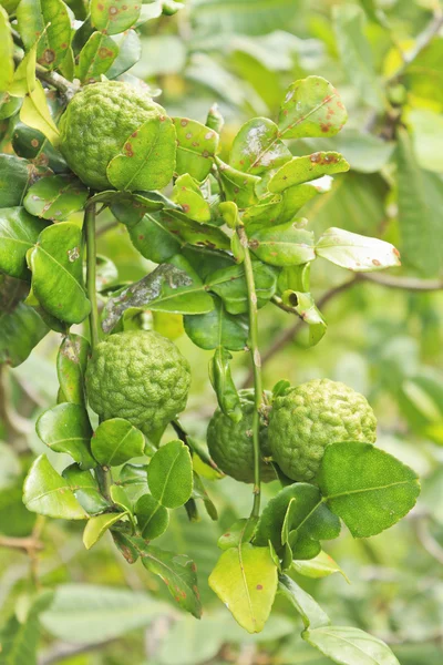 Kaffir Frutas de lima en el árbol —  Fotos de Stock