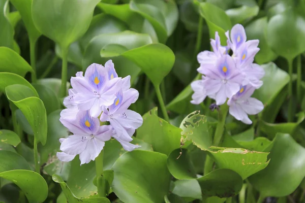 su sümbülü (eichhornia crassipes)