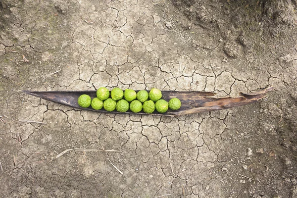 Kaffir limas no chão rachado — Fotografia de Stock