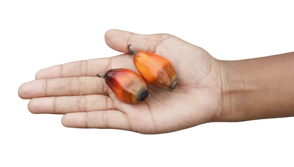 Palmiye yağı elinde meyve — Stok fotoğraf