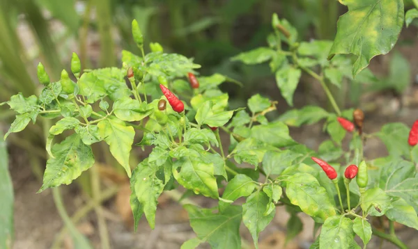 Chili pepper tree — Stockfoto
