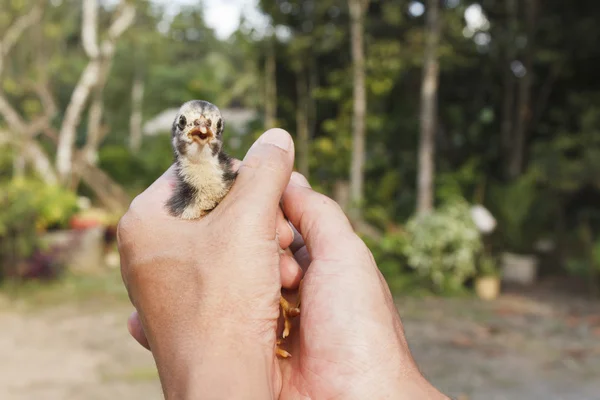 Baby chick in the hands — Stock Photo, Image