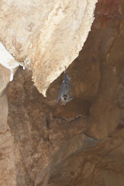 挂在洞中的蝙蝠 — 图库照片