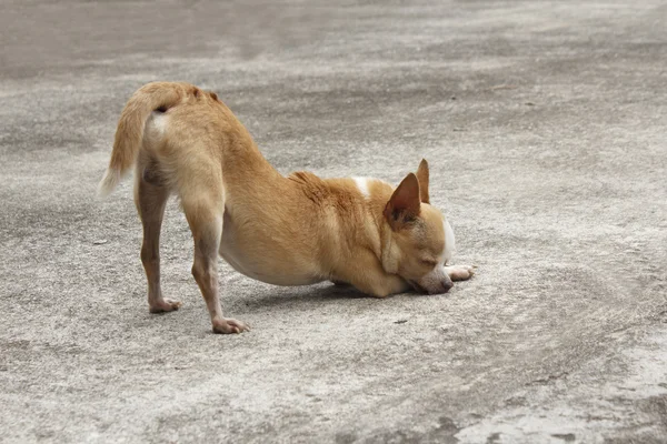 身をかがめるチワワ — ストック写真