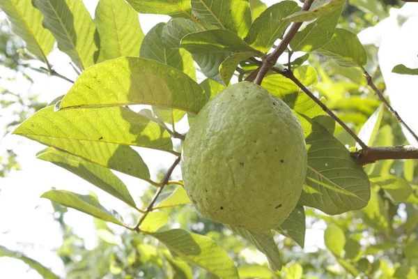 Guava på ett träd — Stockfoto