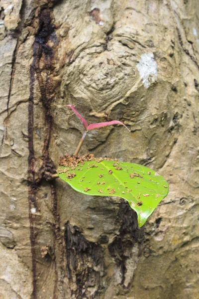 Manzano malayo — Foto de Stock
