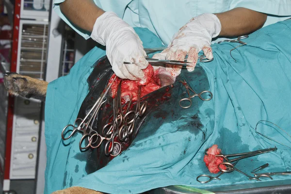 Хирургическая опухоль груди ротвейлера — стоковое фото
