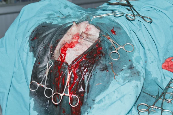 Tumor bedah dari payudara Rottweiler — Stok Foto