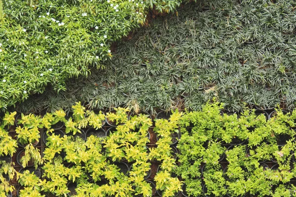 壁の鉢植え植物 — ストック写真