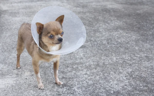 Chihuahua con cuello — Foto de Stock