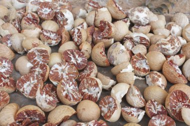 tembul fındık kurutma