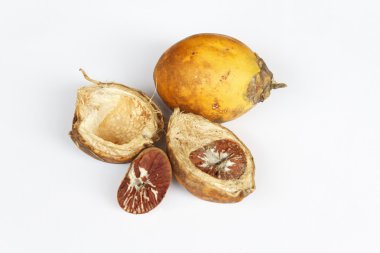 Olgun areca fındık