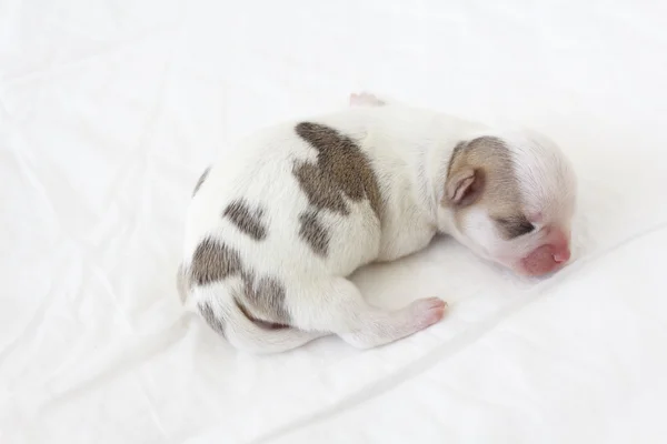 Chihuahua nyfödda — Stockfoto